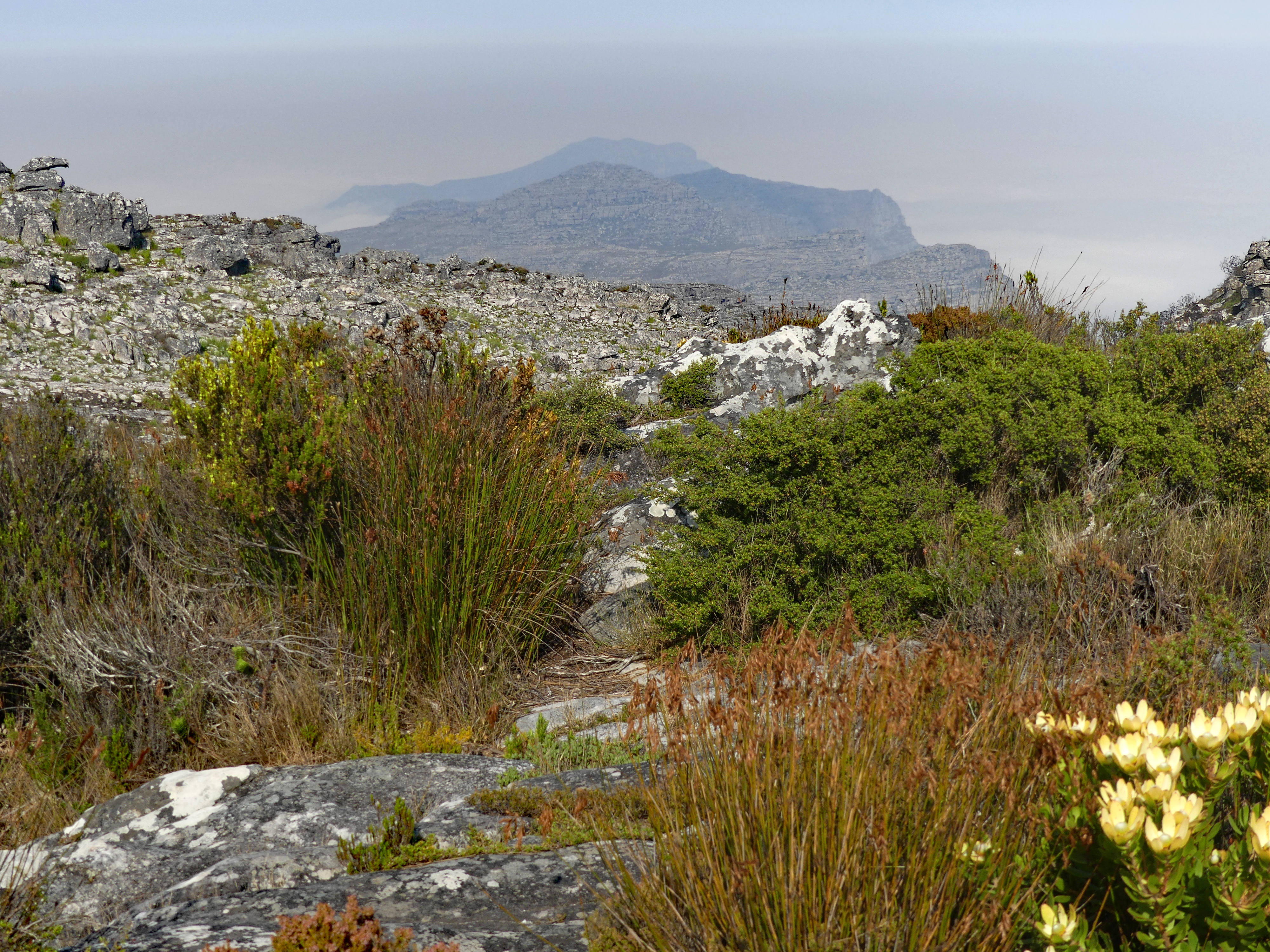 Table Mountain fynbos and vista